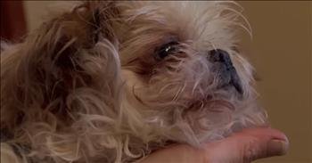 Erin Lebo was in for the shock of her life when she spotted a black trash bag on the side of the road on day. She pulled over for closer inspection and was horrified to find a dog wrapped up inside. She immediately took the poor pup to a local veterinarian clinic where they discovered that this Shih Tzu was in pretty bad condition. Not only was he severely dehydrated, but he was also left blind and deaf from untreated ear and eye infections. 

The vet estimated that the dog, who they named Buddy, was probably left in the trash bag for 3 or 4 days before Erin came along. One of the saddest discoveries is when the vet determined that Buddy had most likely spent his whole life in a cage and this was one of his first experiences with kind human interaction. But the gruesome discoveries were far from over. Erin decided to go back to where she had found Buddy to see if there were any other clues to where he came from. 

That’s when Erin found multiple animal skeletons and what appeared to be doggy dumping ground. Thankfully, she found Buddy in time before he became another victim. Buddy will get to live out the rest of his days in a loving home that truly cares for him and shows him the care and affection that he’s been missing his entire life. I can’t believe someone would throw away innocent animals like this, but hopefully they will be caught and stopped soon. 