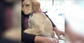 Dog Becomes Emotional Hearing Celion Dion Song