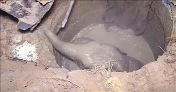 Rescue workers in Thailand were frantic to help an elephant mom when they heard her crying out for help in the night. When they heard her cries, they immediately tried to figure out what was wrong. But, the elephant was near an electric fence and every time she tried to guide them, the voltage would stun her. That’s when the rescuers rushed to turn the power off so that this beautiful creature would no longer be hurt. But that’s not why she’s been crying out for help. 

Finally, momma elephant is able to stand up and lead her rescuers to the real reason she is crying. Her baby has fallen into a hole and has been trapped for hours with no way to escape. The crew works tirelessly in the night to dig out some of the dirt so that the calf can pull himself out. They have to be very careful not to injury the small elephant while they work. The entire time, the baby is crying out and momma is nearby watching the rescuers dig. Finally, with the help of heavy machinery, the workers are able to remove enough dirt so that the elephant can climb out on his own. 

After getting himself together, this sweet calf immediately runs to his mother who has been waiting the whole time. They are now able to head back home, safe and sound, thanks to the kindness of these men and women. God’s creatures are truly amazing and it’s incredible to watch this momma elephant do whatever needs to be done to save her baby. 