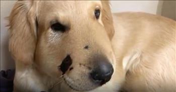Todd may be just a puppy but that's not stopping everyone from calling this little guy a hero. This brave golden retriever is being credited with saving his owner’s life and the story is absolutely incredible. 

Paula Godwin, from Arizona, was going out for a morning hike with her two dogs when everything changed. While they were going along the walk, Paula nearly stepped on a rattlesnake. That’s when Todd jumped right in front of her leg, shielding Paula from the serpent. 

Todd was bit on the face by the rattlesnake, but his owner was left unharmed. Paula immediately sought medical attention for Todd and this sweet boy is expected to make a full recovery. She posted on Facebook about the entire ordeal and said, “My hero of a puppy Todd saved me. He jumped right in front of my leg [where] I surely would have [been] bit.” 

God’s creatures are truly amazing and it’s obvious that they have a natural instinct to protect their humans. Todd isn’t even out of the puppy stage yet and he didn’t hesitate to help Paula. This is definitely one of the reasons that they say dogs are man’s best friend. 

I’m so glad that Todd is going to be okay and that Paula was protected from the deadly rattlesnake. This story could’ve had a completely different ending if it wasn’t for Todd’s brave actions. This pup is absolutely a hero and I’m so glad that he’s getting the recognition that he deserves. Has your fur baby every done anything like this?