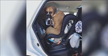 Boxer Thinks The Baby's Carseat Is For Him