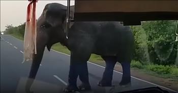 When you are traveling in an area with wild animals, you never know what is going to happen. Animals can be completely unpredictable and that’s exactly what happened in this case of this elephant. 

Recently, a bus was traveling in Kataragama, Sri Lanka full of passengers.  That is when an wild elephant appeared on the road and the bus was forced to come to a stop. This gigantic creature walked right over to the window of the bus and started to reach inside. 

There were a bunch of bananas sitting right next to the driver and the elephant immediately spotted them and decided he wanted them for his own. The passengers were taken aback at this unlikely robber, but, along with the driver, they eventually surrendered the bananas. As soon as he got his bounty, this determined elephant removed his trunk from the window and walked away. 

I am sure this was quite a shock for everyone on board this bus. I’ve never seen an elephant do anything like this before, but when you are on the road with wild animals, you can’t predict what will happen. I have a feeling that next time this driver is going to be very cautious about traveling with bananas in plain sight. 

I can’t believe someone was able to film this entire encounter. I don’t know if that thought would’ve even crossed my mind. What would you have done if this happened to you? I would’ve given those bananas up in a heartbeat. 