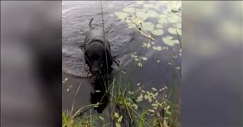 Dog Rescues Baby Bird About To Drown