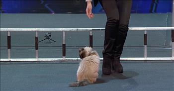 Trained Cat Nearly Ruins Audition But Then The Troupe Earns Rave Reviews