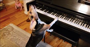Funny Baby Is Not Of Fan Of Piano-Playing Dog