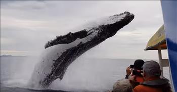 Whale Leaps From The Water To Soak Sightseeing Boat