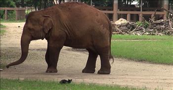 Big Elephant Wants To Play With Cat