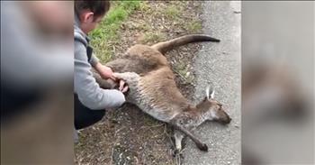 It’s never easy to watch an animal pass away. It’s especially difficult when we see animals on the side of the road that have become the victim of a car accident. We have all seen this before and it’s an extremely sad situation. 

So, when 32-year-old Lauren Wagner and her friend, Sarah Wragge, spotted a deceased kangaroo on the roadside, they decided to U-turn and pull over. When they got closer to the animal, they noticed that the belly was still moving. So, Lauren got out of the car and went over to the kangaroo. That’s when she saw two legs sticking out of the mother’s pouch. 

The little joey had survived the accident, even though his mother had passed on. Lauren knew she needed to act fast so she used both hands to pull the poor baby out. Lauren and Sarah wrapped the joey in a blanket and he was taken right to fauna rescue expert Sibylle Kaufmann. 

It was such a bittersweet moment for this pair to rescue the baby knowing that the mother had passed on. But I’m so glad that these young women took a moment to stop and help an innocent animal when many people would have continued to drive on. Because of their quick actions, this joey is going to survive. 

It’s truly an amazing moment and every second of this rescue was caught on camera. Now, people are commending Lauren and Sarah for their heroic actions and I’m doing the same. Thank you ladies!