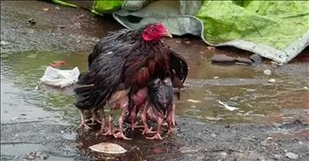 This moving video of a mother hen protecting her babies was taken by Anil Kuma Pentakota in India. Sometimes seeing the instinctual love of a mother animal does our heart good. There is little that a mother will not do for their young to protect them and give them the opportunity to grow stronger.

As the video begins, the mother hen spreads her wings as her brood of five featherless babies gather beneath them. The rain is beginning to puddle around them as she stands strong against the damp conditions. 

“This video was taken at a local fish market when there was heavy rain, we can see mother’s love in the natures way,” told ViralHog. “A hen protecting its chicks in heavy rain.” 

Even through what appears to be an intense rain storm, this mother hen continues to protect her young without complaining. Setting aside her own comfort, this mama’s only concern was for those baby chicks. The babies knew that Mom would protect them as they quickly huddled together to wait out the storm. Commenters on social media were moved by the video, comparing the natural concern of this mother hen to it’s human counterparts.

“A mothers love for her children🙏🏼” wrote one commenter. 

It’s easy to be wrapped up in life and forget what our own parents have sacrificed for us. This video has us thinking back to childhood. There were so many times our our mothers protected us, offered the last spoonful of food, or simply allowed our desires to come before hers. What a blessing to have a parent who cares so deeply for their children. We hope that you remember to thank your mother, father, or other mentor for the love and protection they may have offered to you! 