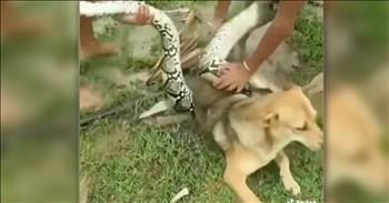 Not for those who are terrified by massive snakes! In this short but truly scary clip, teens are shown fighting off a massive snake in the process of killing their pet dog. Not even man’s best friend is safe from a large hungry snake! 

Pythons like these have been known to take on large animals and even humans when their hunger strikes! This video first shows the distressed dog yelping as a huge python has strategically has itself coiled around the lower half of the pup’s body. Unable to get up, the dog struggles to free himself from the snake’s grasp. A small group of teens armed with sticks and a passion to save the dog, swoop in to try to fight off the snake. 

The young rescuers are shown fearlessly attacking the snake’s head with a long metal gardening tool and also nearby palm fronds. The attack on the python seems to be working as the boys get in close enough to start untangling the poor pooch. One of the older boys then grabs hold of the slithery snake’s head (oh my goodness!) and eventually the snake loosens its grip enough for the rescuers to get the snake’s coiled body open. The distressed but rescued dog was able to run away on his own yelping as he fled. 

Thank God these boys were around to help out man’s best friend in his time of need! Though it is uncertain when and where this video took place, we are thankful the encounter did not end tragically for this very lucky hound. 