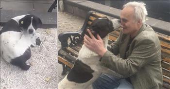 Losing a loving pet is never easy but animal lovers know that you never give up hope. We were overjoyed watching this video of a man reunited with his dog who had been missing for three years!  

Giorgi Bereziani, 62, had been looking for his missing pooch, Jorge, for years. He put up posters all over his city of Georgia begging for any sign of Jorge. After three years had passed, Giorgi was losing hope that his beloved dog might be returned to him. 

On October 7, Giorgi received an unexpected call and one that he won’t forget for a very long time. A worker from the city’s Opera and Ballet Theatre thought he had seen a dog who matched Giorgi’s flyers. Giorgi wasted no time rushing to the area that the workers had spotted a scruffy black and white dog.  

As he approached the area, Giorgi’s friend began filming and boy, are we thankful! In the video, Giorgi saw a dog lying under a tree and calls out to him, “Jorge, is that you?' Jorg Jorge, it's you! Oh, dear boy, how are you, boy?'” That’s when the dog hears his owners name and completely loses it. The dog is obviously the missing Jorge, and is so pleased to see his owner! 

The dog begins whimpering and barking, climbing all over Giorgi. The two are clearly so very happy to be reunited! Towards the end of the video, Jorge is so happy to have been found that he is barking and jumping on anyone who will listen to his tale! The last three years must have been difficult for the dog and he’s so very pleased to be reunited with a family who loves him and will probably spoil him rotten from now on! 