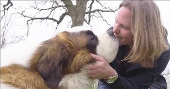 It’s always a special day when a dog gets his forever home. And today, it’s Cosmo’s turn to be welcomed into the arms of a loving family. Cosmo is a 130-pound Saint Bernard who was surrendered by a breeder. 

From what the rescue organization can tell, this sweet dog has never lived in a house before or even been up a set of stairs. But the saddest part might be that Cosmo doesn’t even understand treats. Thankfully, the kind folks at Hearts United For Animals took in this big pup and now he’s getting the love and attention that he deserves. 

Jayne and her husband came across Cosmo online and as soon as they saw his picture, they knew that he was going to be a part of their family. “My husband likes to look at dogs online so there was a picture of Cosmo just looking up at the camera like ‘Please, take me home.’ He was looking right at us.” Jayne and 2 of her friends ended up renting a car and driving Cosmo all the way from Nebraska to his new home in New York. 

In no time, Cosmo made himself right at home with the family and it’s obvious that there is so much love going around. Jayne ended the video by saying, “We want him to have fun and feel like life is an adventure, but also just feel very safe and loved. I don’t think he’s had the chance to feel any of those things in his life so far so it’s really nice to be able to do that for him.”
