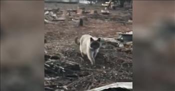 A long-lost cat was finally reunited with her family after she went missing during the devastating Camp Fire. Courtney Werblow's family home was destroyed when deadly fires ran through Northern California. When the flames started to approach the house, Courtney’s cat, Timber, fled. That’s when the family was also forced to evacuate without their beloved feline. 

After being gone for over a month, The Werblows feared that Timber was gone forever. It’s been weeks since the family has been to their home site, but today they are being escorted back to see if anything remains. As soon as they arrived, Courtney saw the most amazing sight in the distance. Timber was alive and well and running right towards her. 

Thankfully, this heartwarming reunion was all caught on camera and it’s truly touching to witness. Even though this family may have lost some of their earthly possessions, their sweetest companion was able to survive. That is truly something to rejoice about. We all love our animals and the special joy that they bring into our lives. There’s no doubt in my mind that God knew exactly what He was doing when He placed cats on this earth. 

Our pets give us companionship and unconditional love and I think that is exactly what The Werblow family needs right now. Courtney and her cat definitely share a very special bond and it warms my heart to see them together right now. Do you have fur babies at home that love and comfort you like this?