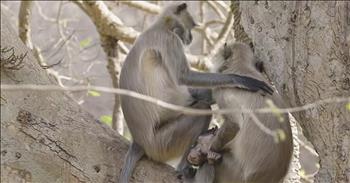 This mother is grieving the loss of her infant monkey and the scene is absolutely heartbreaking. This is just another visual piece of proof that animals have feelings too. In the video, we see a mother langur clutching to the lifeless body of her newborn baby. 

Photographer Archna Singh captured the gut-wrenching moment at Ranthambhore National Park, Rajasthan, India. The area was in the middle of a heat wave, which may have been the cause of the baby monkey’s death. The baby is believed to be about 2 days old and throughout the video you can see the mother trying her best to revive the infant. 

For anyone who has lost a loved one, we can understand the pain and anguish that this mother must be going through right now. It’s never easy to say goodbye, especially to your own child. While scenes like this happen frequently in nature, it’s rare to see it captured on camera.

This shows us there is living proof that God’s creatures big, small, and even furry, can feel. God truly placed animals on this Earth for a reason and their compassion and emotions always leave me in awe. What thought and detail He put into everything from land to sea. 

Genesis 1:21 “So God created the great creatures of the sea and every living thing with which the water teems and that moves about in it, according to their kinds, and every winged bird according to its kind. And God saw that it was good.”