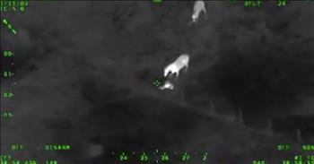 It was a sight to see when three horses help police arrest a fleeing suspect. When it comes to police pursuits, you never know what is going to happen. A fleeing suspect can be very dangerous and when you’re trying to capture them on foot, it adds another layer of difficulty for the police department.  

The Volusia County Sheriff’s Office in Florida recently apprehended a subject in the most unusual way. A man tried to evade the police by driving away and hiding his car in a backyard. That’s when he got out of the vehicle and started to run through a neighborhood. He eventually reached a horse pasture and that’s where the real drama unfolded. A helicopter captured the entire ordeal on an infrared camera as the pilot helped the officers on the ground. You can see in this video released by the sheriff’s office that as the man began to run through the pasture, it caught the attention of three horses. They started to chase after him and eventually led him right to a fence. 

As the suspect jumped over to escape the horses, the police were able to stop the man and place him under arrest. Ultimately, these horses helped to slow the suspect down and force him into an area where the police were located. I guess it’s safe to say that you never know what your day is going to be like when you are a police officer. What did you think of this unlikely takedown?