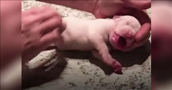 It’s an incredible moment all caught on camera when a man gives puppy CPR and saves her life. When God placed animals on this Earth, He truly knew what He was doing. This is especially true for dogs, in particular. These furry friends that ultimately become our pets definitely hold a very special place in our hearts. They become a part of our family and it’s always a heartwarming relationship to witness. Dogs are known for being loyal and giving us unconditional love. In return, we should be showing our animals the same love and attention. 

That’s exactly what happened when this newborn puppy stopped breathing shortly after birth. One man decided that he wasn’t going to give up on the dog and did everything he could to save her, including mouth-to-mouth resuscitation. Just watch as he begs the pup to start breathing again as he rubs her chest. Finally, after what seems like ages, she starts to breathe. “Look at her! She’s breathing! Oh my goodness!” But the frightening incident wasn’t over yet, the newborn still needed to wake up. 

After more love and attention, the sweet girl finally opens her eyes and just an hour later, she starts to feed. The entire time, Mama was watching over her baby and I’m so glad that everything turned out okay. God bless this kind man and his determination in a situation like this. Because of his quick-thinking actions and resolve, this newborn was given a chance at life. What an amazing moment!