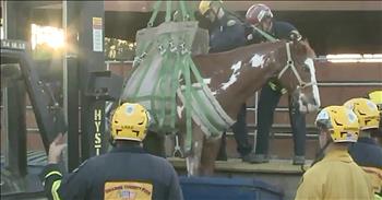 It was a heart-pounding situation when first responders stepped in to rescue a horse trapped in dumpster. Rodeo the Horse found himself in a terrifying ordeal when he slipped out of his stable in Huntington Beach, California. From there, he stepped off of a platform that was lined with dumpsters. Because each of the dumpsters had lids overtop, Rodeo assumed that they were solid. However, when he stepped onto one of the large bins, he fell right through. Rodeo was instantly trapped in the dumpster with no way to get out on his own. 

Thankfully, there were other people around during the incident and they immediately called the authorities. But removing the horse from the dumpster wasn’t going to be simple. Firefighters had to use a harness system to lift Rodeo up and out of the bin and entire process took over 2 hours to complete. During this time, horse lovers in the area united to make sure that Rodeo remained calm during the whole ordeal. They offered him gentle pets and encouraging words so he would not panic. One reporter commented on the situation by saying, “There was a lot that could have gone wrong. This horse could have gotten seriously hurt. Thankfully, thanks to first responders, it’s okay.”

This is definitely an unusual situation for everyone involved but I’m so glad that Rodeo was safely removed without injury. Even though this isn’t something these first responders see everyday, they did not hesitate to take action and save this majestic animal. 