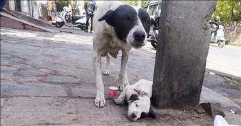 A heartbreaking moment was captured on camera when this mother dog cries over her wounded puppy. When the rescue organization, Animal Aid Unlimited, India, was called for a hurt dog, they weren’t expecting this sad scene. 

As they arrived at the destination, a frantic mama dog was crying for help for her pup. The dog had two deep wounds and wasn’t able to walk. Mama was standing guard over the poor animal as she waited for help. “She didn't stop trying desperately to communicate as we gently lifted her puppy who had two deep wounds and placed him in the ambulance.” 

Sadly, the mother had to stay behind since there were 4 other puppies in her care. The rescue organization hoped to return with a mended baby for this sad mama. After they transported the puppy to their facilities, the volunteers were able to dress his wounds. But it took a few days before the little guy was able walk again. During that time, I’m sure his mom was a nervous wreck. 

Thankfully, after lots of love and attention, the puppy was ready to return home. The sweet reunion was full of gratitude and joy. I’m so glad that the men and women at Animal Aid Unlimited, India were able to help this family in their time of need. They described the situation by saying, “His mother wanted to help but she couldn’t do it alone. She needed our help.” And they went above and beyond to make sure that this entire family was taken care of. 