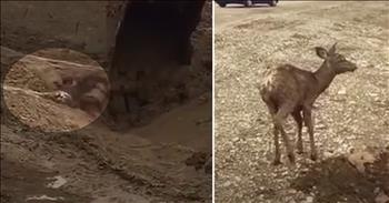 Two workers help rescue a baby deer trapped in a mud pit and it’s a moment that will tug at your heart. Animals are truly a gift from God. These amazing creatures come in all shapes and sizes, and our Creator puts each one on this earth for a purpose. Many times, our worlds will overlap and this is one of those instances. 

While working in the area, two men caught a glimpse of something struggling in a massive mud pit. Upon closer inspection, they discovered that a baby deer was trapped in the wet mud with no way to escape. That’s when they rushed to the fawn’s aid, using an excavator to dig her out. Once they removed enough dirt and mud, they were able to use the bucket on the machine to gently lift the deer. 

Once safely on solid ground again, the fawn took a few moments to compose herself. Then, she started to walk towards the tree line to reunite with her family. It’s moments like this that truly restore my faith in humanity. These men did not have to step up in the way that they did but their efforts helped saved this sweet baby’s life. What a beautiful moment all captured on camera. 

Genesis 1:21 “So God created the great creatures of the sea and every living thing with which the water teems and that moves about in it, according to their kinds, and every winged bird according to its kind. And God saw that it was good.”