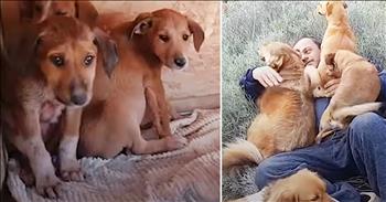 One kind man has made it his mission to rescue dogs left in dumpsters. When God placed animals on this Earth, He truly knew what He was doing. This is especially true for dogs, in particular. These furry friends that ultimately become our pets definitely hold a very special place in our hearts. They become a part of our family and it’s always a heartwarming relationship to witness. 

Dogs are known for being loyal and giving us unconditional love. In return, we should be showing our animals the same love and attention. Sadly, this is not always the case and many dog are abused or abandoned. Every single day, Takis drives around looking for puppies who have been left by their owners. He checks dumpsters, alleys, and the side of the road. Takis has a shelter in Greece and, so far, he has rescued over 500 dogs from abandonment. 

In his country, it is estimated that there are over 1 million stray dogs. Takis notes that spay and neutering are very uncommon so a lot of animals, especially puppies, are left on their own. This selfless man is determined to help as many dogs as he can. Once they are rescued, Takis brings the poor animals back to his sanctuary where they are given food, water, and a warm place to sleep. Most importantly, these sweet creatures are given the love and attention that they never experienced. This Good Samaritan is making a difference in many lives around him and I hope others follow in his footsteps. 