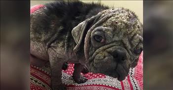 Seeing Dex, a stray pug, and his incredible transformation from very sick to spunky and healthy will bring a smile to your face!
 
Dex was found wandering the streets of Austin, TX when somebody called animal control to come and pick him up.
 
“He was a very sick dog,” says Signe Corbin, a member of the Pug Rescue of Austin. “We guessed he was about 10 to 12 months old when he came in, but he had such severe mange that he had almost no hair on his body. His skin was so infected and itchy that he was rubbing his eyes and he was in danger of losing one of the eyes completely.”
 
Thankfully, Dex was able to heal. And just 3 months after his rescue, he was able to find a new home with Beth, Mark, their son Noah, and their 5 other dogs.
 
“There were so many people that were rooting for Dex,” explains Beth. “It broke our heart, knowing that for half of his life he had been in that condition.”
 
“We were moved by his story,” says Mark. “He had demodex mange. One reason he is named Dex is because of the condition he had. But you wouldn’t know it today. He’s just like any other normal dog.”
 
Once they got the news that they could take Dex home and introduce him to their family, Beth and Mark were ecstatic.
 
They say that Dex is so happy to be present and just jump into life with their family.
 
“He brings a lot of joy to this home. I think he’s inspiring. He’s just a grateful dog,” says Beth.
 
And from the looks of the Instagram that was created for Dex, he brings a lot of joy to others with the cute and silly pictures that are posted of him. If you’d like to follow this inspiring pug, you can find him at <a href="https://www.instagram.com/dex_the_pug/">@dex_the_pug</a> on Instagram!

