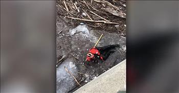 The heroic Coast Guard is at it again after these rescuers save a puppy from a frozen river!
 
At first, it is hard to see the cute, black puppy in the video because it is hidden with debris and ice. But upon further examination, you can see the helpless little pup, stuck in the freezing water with no way to get out.
 
But here comes the Coast Guard to the rescue! While the Coast Guard has many responsibilities, like maritime law enforcement and port security, they also do water rescues, for humans and animals alike!
 
The rescue is being filmed by on-lookers from the top of a bridge, and you can hear their worried gasps and concerns during the rescue. Especially when the puppy looks like it is about to get hit by a giant piece of ice! Oh no!
 
The Coast Guard tries to reach the puppy with a long pole, but he has no success. Quickly, he jumps on top of the ice, reaches down into the freezing water, and frantically searches for the submerged pup.
 
Thankfully, the brave rescuer was able to find the pup and quickly pulls him out of the icy water. He wraps him into his chest with his arms in order to warm up the puppy. Who knows how long the dog was in the freezing water, but any time at all could have be a risk to his life. Especially at his tiny size!
 
The on-lookers from the bridge celebrate the successful rescue, and you can hear the relief in their voices when they see that the puppy is safe.
 
What an uplifting sight to see people coming together, rescuing the cutest little animal, and celebrating when he is safe and sound! Thank you God for such cute little critters that bring us so much joy!
