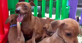 Hope For Paws has done it again with another great animal rescue! This time around they rescued a pregnant dog living on the streets of L.A.
 
For four months, a compassionate woman named Sonya fed the stray dog. She named her Sally and noticed that she was pregnant. That’s when she gave Hope For Paws a call to help her get Sally off the streets.
 
The rescue mission started with leading Sally to an enclosed area. This way they would be able to leash up the dog safely without her running out into the street. The dog was scared at first to be closed in and was very timid when she was around people. It took patience and a helpful plastic gate, but after some time had passed, the rescuers were able to contain Sally and put a leash on her.
 
As soon as Sonya started petting and hugging Sally she calmed down. They took the dog to get a nice bath in preparation for her labor. How relieved Sally must have felt to be off the streets and have a safe place to stay and deliver her puppies!
 
After getting cleaned up, Sally was taken to her foster home, which was found through The Lovejoy Foundation. She then gave birth to four adorable puppies! Their names are Mustang, Wilson, Nova, and Chevy. And to think that if Sally hadn’t been rescued, she would have given birth to those sweet, little puppies on the street. Thank goodness that wasn’t the case and the puppies weren’t exposed to any danger.
 
What a joy dogs and puppies are! And how wonderful to see God’s precious creatures rescued and placed in safe, loving homes. We’re praying that Sally and her puppies will be adopted soon and find a home with a new family.
