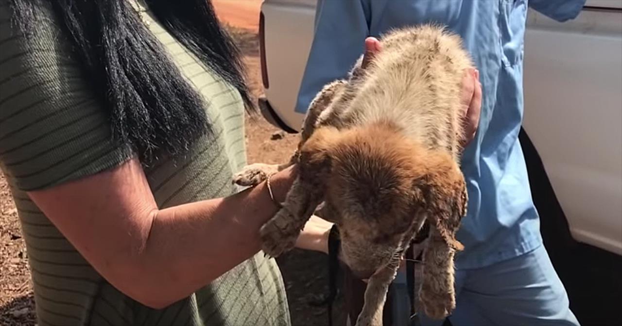 Dying Puppy On Roadside Receives Care At Chimpanzee Sanctuary -  Inspirational Videos