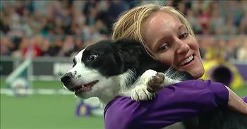 After winning an agility competition, this quick and energetic border collie has a sweet embrace with her handler while celebrating her victory!
 
The border collie’s name is P!nk, spelled like the famous singer. Her owner and handler’s name is Jennifer Crank from Pickerington, Ohio.
 
As the two prepare for the course, one of the announcers says, “P!nk wants to get the party started tonight!” A funny little nod at the title of one of P!nk’s famous songs. The pooch is clearly ready to go, and her loud barks show just how excited she is to take on the challenge ahead. When her owner gives her the signal, she bolts ahead racing into the agility course.
 
The border collie quickly jumps over the poles, races through the tunnels, and ultimately clears every obstacle that is placed in her way with great agility and speed. She finished the course with zero errors. What a phenomenal job by P!nk!
 
One of the commentators said it best: “That was just sheer beauty. Beautiful lines, Jennifer out in front and P!nk following…gorgeous!”
 
P!nk won the agility competition with a running time of 31.23 seconds. She’s a fast one! Since she was also the champion last year, this border collie is now the proud winner of back-to-back titles in the 16" class at the 2019 WKC Masters Agility.
 
After the competition, an interviewer complimented Jennifer on P!nk’s skills. ““She was flawless on those weave poles, just like water,” she said. “How do you teach that?”
 
“That’s one of her favorite obstacles,” Jennifer replied. “You build a lot of value for them. Use her favorite toys and her favorite treats. Make her absolutely love the game.”
 
The cutest sight to see was at the end of the course when P!nk jumped into Jennifer’s arms and they shared a sweet embrace. Such a perfect way to celebrate her win!
