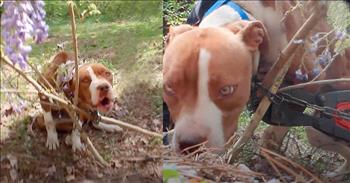 In a heartbreaking video, a sweet Pitbull was abandoned with her neck tightly chained to a tree. Thankfully, the dog was rescued by a caring individual and was able to get the care that she needed.
 
The Pitbull was found outside of an abandoned house in Fulton County, Georgia. The man who found her, Jason Flatt, was able to locate her from her yelps and cries. She was clearly in distress and calling out to be saved.
 
“Poor baby. You poor thing,” Jason says as he’s petting the dog and trying to comfort her. He is able to give her some food to eat while he puts a leash around her neck. Then, with the help of some bolt cutters, he breaks the chains off the dog’s neck and sets her free from the tree.
 
“Let’s go get you some help, baby,” says Jason as he is walking the dog to his car. The Pitbull appears to be very skinny and malnourished after she gets rescued, which makes you wonder how long this sweet dog was stranded out there with no way to get help. She must have been so relieved and thankful once she got rescued!
 
“We took her right to the vet’s office. She really needed to be scrubbed out. And she was just seeking attention,” explains Jason. “She walks into the vet’s office – she’s licking people’s faces and wagging her tail. It’s like she just knew, ‘I’m ok now, I’m with good people.’”
 
After being cleaned up and nourished back to health, the dog was placed into a foster home and was adopted shortly after. She was able to find a new, loving family to be a part of where she could feel safe and secure.
 
Her new owners describe her as a quiet, mellow, and kind dog.
 
“She’s just a good girl all the way around,” explains her new owner. “When I look at that video of her, I see a dog that was broken spiritually, physically, and mentally. She’s not that dog anymore. She’s not broken anymore!”
 
Such a wonderful story of a beautiful rescue and new home for a well-deserving pup!
