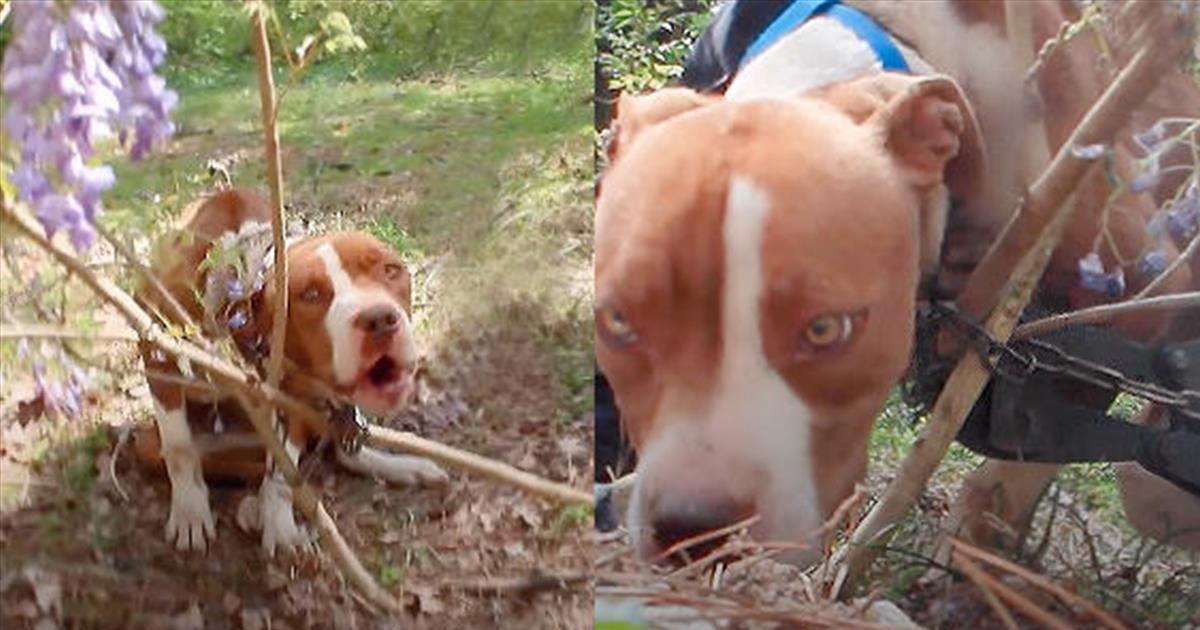 Abandoned Pitbull Chained To Tree Gets Beautiful Rescue - Inspirational  Videos