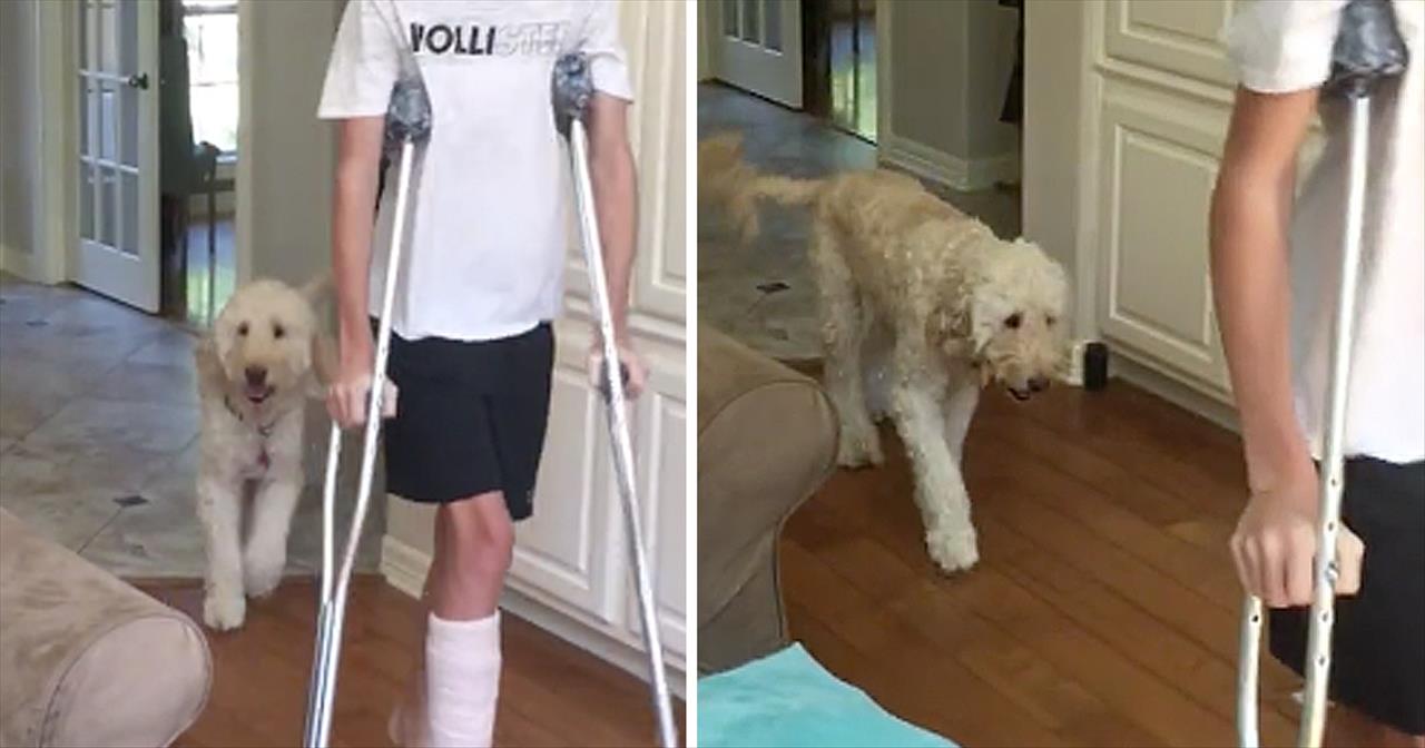 Funny Dog Mimics Teen Walking With Broken Leg