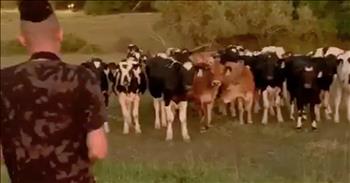 It was a mesmerizing moment captured on camera when this saxophone player brings the cows in with his music. 

I think we can all agree that animals are truly a gift from God. These amazing creatures come in all shapes and sizes, but each one was placed on this earth by our Creator. They all serve a purpose. 

For instance, these cows in the pasture can be used as nourishment for our bodies. But they can also provide us with some much-needed smiles when they do something out of the ordinary, like today. 

Just watch as this saxophone player stands by the field and starts to play. The cows immediately start to take notice and move towards the music. Then, within seconds, the musician has the most unlikely crowd of fans. 

They are truly mesmerized by the music and show no fear as they inch closer and closer to the saxophone player. Music is another gift from God and it has a special way of bringing everyone together. It’s so amazing to watch God’s creatures marvel in another one of His gifts. And, believe it or not, some studies have shown that music can actually help the milk production in cows. 

That means that this cute concert just got even more incredible. Happy cows and happy farmers, I think that makes for one winning combination. This is such a cool moment to witness and I am so glad that it was all caught on camera. Have you ever seen anything like this before?