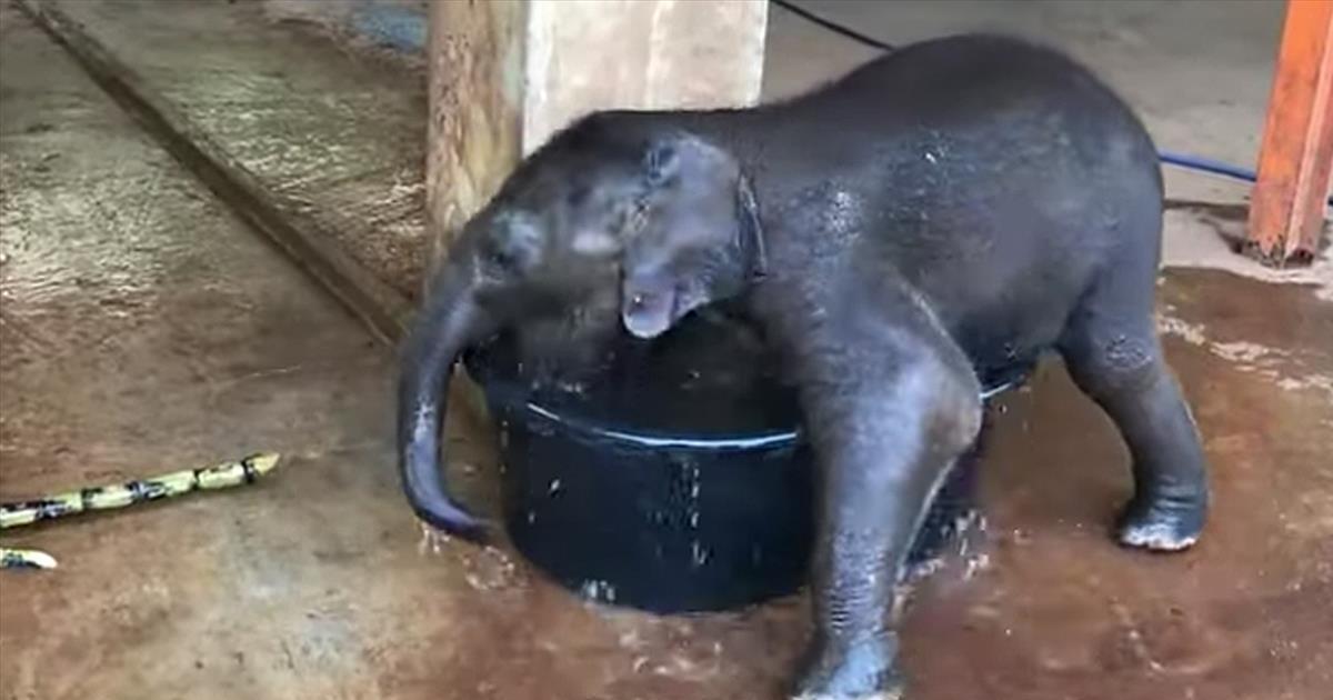 Adorable Baby Elephant Tries To Take A Bath In Small Tub Cute Videos