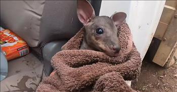A 24-year-old farmer and volunteer firefighter went viral after saving a baby kangaroo in the Australia fires. 

Shortly before the New Year, bushfires began to rage through New South Wales in Australia. The fires have already burned millions of acres and they continue to spread at a devastating rate. 

While firefighters and other workers tirelessly defend the land, many people have lost their homes and thousands of animals have been displaced or injured. YouTuber Sam McGlone was in his hometown of Braidwood, when the fires started to reach the area. 

As a volunteer firefighter, he immediately went to work and started to put out some of the smaller fires. He posted online saying, “My family and I have spent the last 10 days fighting fires around our town braidwood/ South coast! Saving animals, houses anything we can!” 

In a video posted on Instagram, Sam filmed himself finding a baby kangaroo underneath a log. He quickly wrapped the joey in a blanket and took it to a nearby veterinarian for care. 

But this heartbreaking video shows the sheer devastation and destruction that these fires are causing. “I went out today looking for injured wildlife. Everything is burnt badly the trees are dropping any leaves they have left! This should not be happing this time of the year! Massive healthy trees are falling down!! The ground is supper dry but now it’s super burnt. We really need rain.” 

Please keep your prayers on Sam and the thousands of others as they work to keep Australia safe.