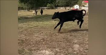 It was a heartwarming moment captured on camera when this rescued cow finally feels grass in the field for the first time. 

All of God’s creatures are amazing. From the biggest animals in the jungle, to the smallest fish in the sea, He took His time to create each and every one of them. 

However, there are some people in the world that do not appreciate and care for animals the way that they were intended to be. Sadly, that is the case for this cow. 

This rescue cow spent the majority of his life in an enclosure that was completely devoid of grass or dirt. He had a concrete floor and no access to the outside. 

That’s when Amanda Marie Carter, the overseer of Happily Ever After Farm, stepped in. She helped save Homie from slaughter and give him a new life at the animal sanctuary. This precious video clip showcases the life-changing moment when Homie was released into a field and allowed to run and be free. 

As Amanda cheers him on, Homie runs and romps around the field, letting him feel grass for the very first time. It was truly a moment full of pure happiness and joy. Who else is grinning from ear to ear right now?

Genesis 1:21 “So God created the great sea creatures and every living creature that moves, with which the waters swarm, according to their kinds, and every winged bird according to its kind. And God saw that it was good.”
