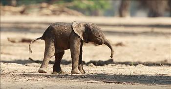 It was a precious moment captured on camera when this newborn elephant takes its very first steps. I think we can all agree that God truly took His time when He placed animals on this Earth. 

All across the land, we see the most incredible creatures. And the more we see of His many wonders, the more we appreciate their beauty and splendor. Animals are truly a gift. 

Each and every one has a specific purpose and it is amazing to witness them in their natural habitat. One of the most majestic creatures on land is the elephant. 

While some people may think that these large animals are scary or a danger, that is not always the case. And it couldn’t be further from the truth with this newborn elephant. 

This sweet baby just entered the world and he’s trying out his new legs. Carole Deschuymere, a wildlife photographer, noticed the little guy while she was on a safari in Zimbabwe. The video shows him attempting to take a few hilarious steps before falling down. 

It’s so amazing to watch this tiny creature adapt to his new surroundings and start to learn about the world. And I think we are all smiling a little bit bigger right now. Am I right?

Genesis 1:21 “So God created the great sea creatures and every living creature that moves, with which the waters swarm, according to their kinds, and every winged bird according to its kind. And God saw that it was good.”
