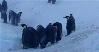 Penguins are beautiful and cute animals that almost everyone loves. That is why this camera crew had to break the rules, and rescue penguins from harsh arctic weather. 

Camera crews are typically not supposed to intervene what they are there to capture on film. It probably makes film work hard for camera crews sometimes when they have to watch mother nature take its course. 

But once in a while crew members can’t help but to get involved, and it makes us love and appreciate them a whole lot more. 

As they filmed these penguins, the filmmakers' hearts began to break. The penguins were stuck when a steep icy slope prevented them from migrating to a safer area away from the harsh weather. After a couple of days more penguins began to gather. They were all trapped.

With the penguins unable to climb the steep slope because of the slick ice, the camera crew decided to step in, literally. They dug steps into the ice for our little tuxedoed friends! 

At the time, they didn’t know if the penguins would catch on and use the steps that they had made. Then, to their surprise the penguins began to use the man-made steps in large groups. The camera crew watched and smiled as the penguins made their way to safety. 

Sometimes breaking the rules isn’t all bad, especially if it is to help someone to survive. A little help, and a whole lot of compassion saved many lives that day the camera crew decided to step in. 

On that day, breaking the rules saved lives and we are so happy that this camera crew didn't let anything stop them from lending a hand. Something inside the camera crew’s hearts told them to help, and we are so glad that they did!
