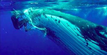 A diver was in deep trouble and didn’t know it until a whale saved the diver from a dangerous Tiger Shark.

Nan Houser is a whale biologist who spends a lot of her time researching whales in their natural habitat. Because the whale's natural habitat is the ocean, that means there are more creatures that pose a large threat to Nan during her research. 

One day Nan was snorkeling in the ocean with her water proof camera, when out of nowhere a giant whale swam around her. The whale refused  to leave her alone in the water Nan didn’t really know what to think at the time. 

The whale had started to push Nan and came at her non stop, but it wasn’t really a threat in any  way. The whale was very gentle with Nan, and it almost seemed playful. 

She tried to get away, but the whale followed. As it turns out, the whale knew something that Nan didn’t. A tiger shark was lurking nearby. 

“He put his eye up next to my eye, so I was like, what is going on here?!” she <a href="https://www.youtube.com/watch?v=NTw8MR67xv8">said</a>. 

The whale then had started to  push Nan through the water, and rolled her on its head and under its chin--the whale just wouldn’t stop. The whale then lifted her out of the water with its peck fin. 

That’s when Nan finally figured out why the whale was doing. Nan came up from the water, and told her colleagues on the boat, “there’s a great big tiger shark over there.” 

She was in shock because she had only then realized that the whale protected her. 

The whale followed Nan to the boat to assure her safety. Nan started to laugh as the whale surfaced, and blew water into the air. 

The whale biologist has had quite a few encounters with whales over 28 years as a research scientist.  But no encounter has ever been quite like this one. 

Nan was in the right place at the right time to meet the big whale, that just happened to save her life as well. This will be an experience that she will remember for the rest of her life.

Nan has spent most of her career saving whales. On this day, one whale was able to return the favor.
