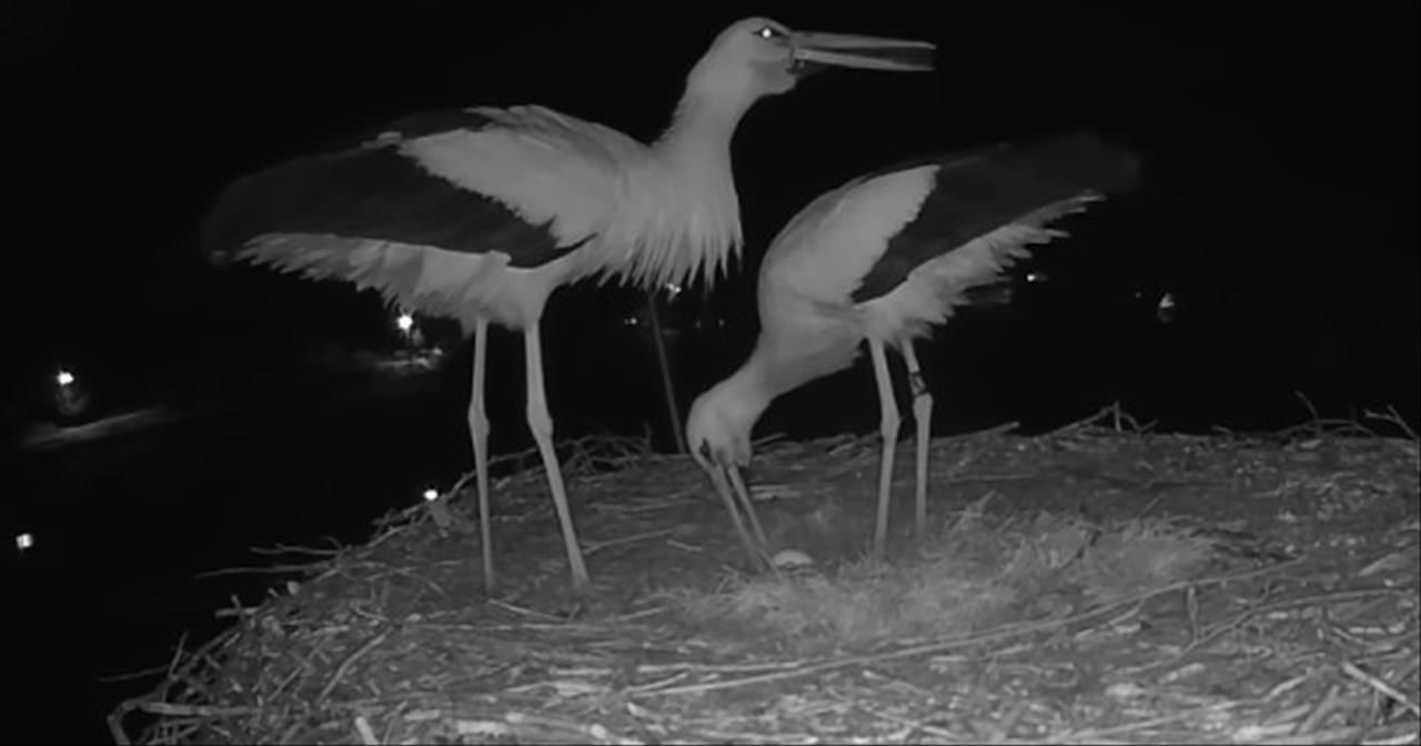 storks celebrate egg