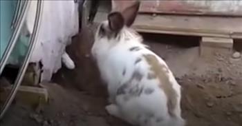 Check out this heartwarming video of a rabbit saving a cat when it got trapped in the dirt under a shed.
 
In the video, you can see the rabbit digging frantically to help out the cat who was trapped. The rabbit digs around the shed and makes a path for the cat through the dirt. After enough digging, there is finally enough room for the cat to escape.
 
“You are free now!” says the thought bubble in the video above the rabbit’s heads. That is probably what the rabbit was thinking after all the hard work that it put in to save the cat!
 
And I’m sure the cat was especially grateful for the kindness shown to her by the rabbit. What a sweet pair! We can definitely learn a thing or two from these animals by the way they look out for one another.
 
Just like it says in scripture, “If one falls down, his friend can help him up. But pity the man who falls and has no one to help him up!” (<a href="https://www.godtube.com/bible/ecclesiastes/4-10">Ecclesiastes 4:10</a>). This rabbit was there for this cat when it needed help, and this is exactly what God calls us to do when we see someone in need.
 
There are many ways to offer a helping hand, whether it be to your neighbor, your spouse, your co-worker, or family member. Or even the stranger at the grocery store! When we live our lives with our eyes open and pay attention to those around us, we will see that there are opportunities at every corner for us to use our gifts to help others in need.
 
We hope that you enjoyed this sweet video of a rabbit rescuing a cat today, and it was a great reminder to you that we all need to keep an eye out for those that would benefit from a helping hand in our everyday lives.
