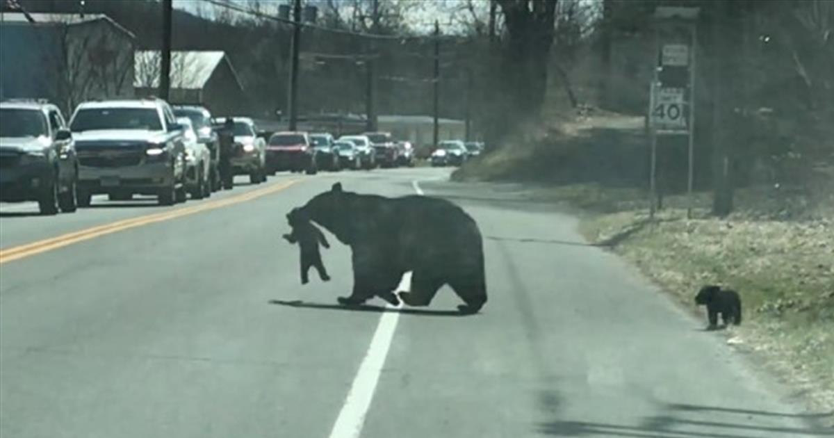 Mama Bear Helps Her Cubs Cross Busy Highway Cute Videos