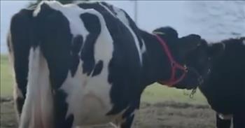 Watch the sweet moment that this mama cow reunites with her baby cow after a heartbreaking separation.

Maybelle the cow arrived at The Gentle Barn in California alone and depressed. When the trailer doors opened, she seemed very anxious to enter her new home. My heart hurts for the sweet cow.

In her stall and in the fields, Maybelle cried out dramatic moos while pacing. Even after some time of getting used to her new home, Maybelle continued to moo with a purpose. She sounded like she was experiencing pain, but she didn’t have any injuries.

Ellie Laks founded The Gentle Barn more than 20 years ago to rescue animals. Jay Weiner volunteered a few years later and eventually teamed up with Ellie to devote themselves to improving the lives of animals.

Once their health improves, rescued animals join the others that greet children almost every day. The nonprofit has another location in Tennessee and one more in Missouri.

In her experience, Ellie knew that when a cow cried like that, it usually missed a baby that got separated from it. Nothing would heal Maybell’s pain except seeing her baby again.

When the rescue picked Maybelle up from her previous farm, the owner said she didn’t have a baby. Jay returned to the farm to find out if there was a baby that was left behind and... there was! Maybelle’s baby was still there!

The previous owner planned on keeping the baby, but they must’ve come to an agreement because the calf was on its way to mommy! Jay called Ellie to let her know that baby was coming back with him, and she immediately started crying. I’m so excited that happy tears are already forming.

As soon as the truck pulled up, the two cows began to call out for each other non-stop. Maybelle’s baby ran off of the trailer to reunite with his mama.

Ellie said, “They walked away together and have been inseparable since.”

The love that a mama has for her baby is a wonderful thing. Hug your mama the next time you see her and remember everything that she’s done for you.
Her children arise up, and call her blessed; her husband also, and he praiseth her. Many daughters have done virtuously, but thou excellest them all. <a href="http://godtube.com/bible/proverbs/31">Proverbs 31:28–29</a>
