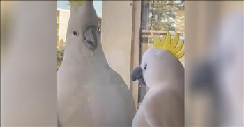 Birds are so interesting to watch. In this video, a Cockatoo has a hilarious reaction to a stuffed animal lookalike. 

At the start of this video a stuffed cockatoo sits on the window of a skyscraper office. The real bird has flown over to the fake bird behind the window. As he is intrigued, the employee zooms in the camera to catch a closer look. 

You hear the interested bird tweeting. Then, all of a sudden, the fake bird doll moves and makes a noise. The real bird jumps back in fear, then it happens again and the cockatoo flies away immediately. This was a face off unlike any other. The real bird was curious, but then was scared by nothing more than a stuffed animal.

How many times does this happen to us too? The enemy tries to scare us off with his tactics, when our God is the real deal. We live in the moment and become curious about what the world has to offer, but become duped by nothing more than a “stuffed animal.” 

Our Lord loves us and wants the best for us. When we find ourselves chasing after the things of this world which will never satisfy us, may we reign in our emotions and refocus our hearts on Jesus. He is the only One who can ever truly satisfy us. He will never lie or deceive us. We can trust in Him.

“Do not love the world or the things in the world. If anyone loves the world, the love of the Father is not in him. For all that is in the world—the desires of the flesh and the desires of the eyes and pride in possessions—is not from the Father but is from the world. And the world is passing away along with its desires, but whoever does the will of God abides forever." <a href="https://www.godtube.com/bible/1-john/2-15">1 John 2:15-17</a>
