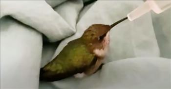 <p>Watch this sweet video of a kind man nursing a hurt baby hummingbird back to health. What a compassionate heart he has!</p>

<p>&ldquo;I saw this little lump on the sidewalk. I realized she was a baby. She didn&rsquo;t know how to fly,&rdquo; he says in the video.</p>

<p>&ldquo;Now tell me this isn&rsquo;t precious right here,&rdquo; the man says as he shows how he started to feed the baby hummingbird with a small syringe. &ldquo;Here you go. Want some more?&rdquo; he calmly says to the little bird. &ldquo;Don&rsquo;t be scared. It&rsquo;s Ok. Don&rsquo;t be scared.&rdquo;</p>

<p>The baby hummingbird was malnourished, and the man continued to care for her to nurse her back to health. The man also made a makeshift perch for the bird with a popsicle stick and duct-tape.&nbsp;</p>

<p>At first, the hummingbird was unable to fly. So, the sweet man tried to help her and encourage her in order to gain that skill.</p>

<p>&ldquo;She just needed a boost in confidence, or she needed to get stronger to fly. And I think it was a little bit of both,&rdquo; he shares.</p>

<p>&ldquo;Come one, you can do it,&rdquo; the man says to the little bird. &ldquo;You&rsquo;re working up the courage. Come on!&rdquo;</p>

<p>Once the man realized that the hummingbird was motivated by her food, he was able to use that knowledge to help her fly for longer periods of time.</p>

<p>&ldquo;It was like watching a baby take their first steps. There&rsquo;s something almost magical about that,&rdquo; the man shares.</p>

<p>It wasn&rsquo;t long before the baby hummingbird was flying around and finally had the strength and confidence to survive on her own.</p>

<p>&ldquo;I was able to take a small, little delicate creature and nurse them back to health. And get them strong enough so they can go out into the world on their own,&rdquo; he says.</p>

<p>Once the baby hummingbird was released back into the wild, the man shared how it felt to see her go. &ldquo;She went straight to her food source. That gave me a lot of relief and security in the fact that she&rsquo;s going to be Ok.&rdquo;</p>

<p>What a sweet man to nurse this small creature back to health!</p>
