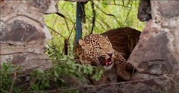 <p>This is an action clip unlike any other. In a touching video, kind strangers save a leopard who is trapped in barbed wire.&nbsp;</p>

<p>This poor animal was struggling to escape the pain and entrapment from a barbed-wire fence. The leopard begins to give up. Suddenly the mouth of anger responds and a tranquilizing dart hits the ferocious feline. When the leopard begins to rest and fall asleep the people come to his aid.&nbsp;</p>

<p>One person covers the leopard&rsquo;s face with a towel while the other uses large wire cutters to remove the wires. Suddenly, he cannot reach so the two guys each hold one side of the cutters together. They have to remove the wires that have been wrapped around the leopard&rsquo;s entire torso. Suddenly, the trap is released and they are able to get the large animal over the rocks and into a net.</p>

<p>This group strategically carries the leopard to a crate and removes the towel and equipment as they close him in for their own safety, because he is still a hunting predator. Rescuers took the leopard to a rehab facility and he was rehabilitated back to the wild. This leopard was saved from a painful death by some brave humans.&nbsp;</p>

<p>This reminds us of how we were once trapped in our sins, but God has made us alive again through Christ. We do not have to be held down by our old ways but can live free because of Jesus. Our sins held us down like the leopard trapped by barbed wire, but Jesus came and saved us.</p>

<p><em>&ldquo;It is for freedom that Christ has set us free. Stand firm, then, and do not let yourselves be burdened again by a yoke of slavery.&rdquo; <a href="https://www.godtube.com/bible/Galatians/5-2">Galatians 5:2</a></em></p>

<p>&nbsp;</p>

