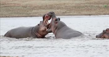 <p>Photographer Emily Whiting captured quite a stretch of footage when these two hippos began battling in a South African river!&nbsp;</p>

<p>To the average person, this may appear to be horseplay between two gentle giants. It may even look amorous. But once you realize just how much power exists in the mouths of these creatures, you understand that it&rsquo;s much more!</p>

<p>Here are a <a href="https://www.ugandasafariexperts.com/blog/39-interesting-facts-about-hippos/">few numbers</a> that will provide a proper perspective. Adult hippos can open their mouths to between 150 and 180 degrees, essentially creating a straight line with their jaws. They can do the splits with their mouths! The bite force of a hippo is approximately 2,000 pounds per square inch&mdash;twice that of a lion or tiger and ten times that of an adult human! And, those dagger-like teeth sticking up from their bottom jaws are probably about 1.5 feet in length!</p>

<p>Clearly, with those oral statistics, this is fighting for these big fellas!&nbsp;</p>

<p>With that insight, watch as the bigger two of this foursome go literally head-to-head. The smaller ones crowd in close initially, but as the confrontation continues, they pull back and leave this business to those most equipped. Each of the fighting hippos tries to clasp their jaws over their opponent&rsquo;s. Neither can quite do it.</p>

<p>We hear the sound of teeth and bone connecting and crashing, but no skin appears to be broken. Though, Hippo hide looks pretty thick!</p>

<p>The closer hippo definitely gains some watery ground, forcing the one facing the camera further into the water. But, the camera-facing fighter is almost able to leverage his giant mouth and get atop the first. The battle raged on for over an hour, giving tourists at the Klaserie Private Nature Reserve quite a show. Emily is also a field guide for safaris.</p>

<p>Indeed, this is not horseplay, but the word &ldquo;Hippopotamus&rdquo; does mean &ldquo;river horse.&rdquo; An average horse weighs roughly one ton or 2,000 pounds, but these &ldquo;horses&rdquo; top out at 4 tons!&nbsp;</p>

<p>Sometimes, we just need to know a little bit more for things to be clear. Occasionally, our perspective is &ldquo;off.&rdquo; It&rsquo;s a great thing to have the ability to seek and find answers that help us to bring our world better into view&mdash;for images by Photographer Emily and so very much more!&nbsp;&nbsp;&nbsp;&nbsp;</p>

<p><em>&ldquo;So God created the great creatures of the sea and every living thing with which the water teems and that moves about in it, according to their kinds, and every winged bird according to its kind. And God saw that it was good.&rdquo; <a href="https://www.godtube.com/bible/genesis/1-21">Genesis 1:21</a></em></p>
