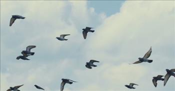 <p>Do you need some encouragement today? Check out this inspiring Romans Bible verse that reminds us that nothing can separate us from God.</p>

<p>In this theatrical video, we hear Romans 8:35-39 read in the background with the words on the screen. Behind the words, we see clips relating to the concept of who can separate us from the love of God. It starts with a mother holding a baby.&nbsp;</p>

<p>Then there is a moment where Jesus is carrying the cross and clips of difficulties in life. There are birds flying through the cloudy sky together. In the midst of the honesty about the hardships of this sinful world and following Christ, the message of hope is shared. &ldquo;We are more than conquerors through Him who loved us.&rdquo;&nbsp;</p>

<p>The verse goes on to share the various things that could separate us, but because of Jesus, they cannot keep us from the love of God. How do you feel persecuted, separated, or isolated today?&nbsp;</p>

<p>The Lord can give you all that you need in Him. He is walking with each of us on our best and worst days. We cannot ever be removed from His love.</p>

<p>&nbsp;God loved us so much that He sent His Son to die for us on the cross and He defeated death.&nbsp;</p>

<p>Jesus rose so that we could live in freedom. Romans and this video remind us that life is not always easy, but the unchanging love from God is constant and we can be confident in that.</p>

<p><em>&ldquo;Who shall separate us from the love of Christ? Shall trouble or hardship or persecution or famine or nakedness or danger or sword? As it is written: &lsquo;For your sake, we face death all day long; we are considered as sheep to be slaughtered.&rsquo; No, in all these things we are more than conquerors through him who loved us. For I am convinced that neither death nor life, neither angels nor demons, neither the present nor the future, nor any powers, neither height nor depth, nor anything else in all creation, will be able to separate us from the love of God that is in Christ Jesus our Lord.&rdquo; &nbsp;<a href="https://www.godtube.com/bible/Romans/8-35">Romans 8:35-39</a></em></p>
