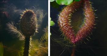 <p>Watch this mesmerizing footage of a growing water lily that shows why they are the &ldquo;tyrants of the deep&rdquo; &mdash; you&rsquo;ve never seen a more intimidating plant!</p>

<p>You may be thinking, &ldquo;How could a plant be intimidating or scary?&rdquo; If the spikes in the picture aren&rsquo;t enough, the time-lapsed video will change your mind. If I were a plant in that water, I&rsquo;d be terrified!</p>

<p>&ldquo;The Green Planet,&rdquo; a show on BBC Earth, shows viewers some of the incredible plants found on Earth whether they&rsquo;re beautiful or horrifying. This montage of a growing water lily should impress and frighten you!</p>

<p>The music in the footage definitely adds to the fear factor. The ominous music sounds like it would play during every suspenseful scene in a horror movie. And don&rsquo;t even get me started on those close up shots. I would stay as far away as possible.</p>

<p>Before the leaf blooms, the water lily uses the large bud to clear space for itself by swinging around the surface of the water. It&rsquo;s like one of those medieval, spiked clubs. No thank you. Just look at how the victim plants recoil to protect themselves!</p>

<p>That fully-grown leaf can get up to 8 FEET ACROSS. I wouldn&rsquo;t even willingly kayak or canoe near those things! Not only do these green giants push other life out of the way to clear space for its gigantic leaves, they also block sunlight from plants below them. Seems just a bit rude if you ask me.</p>

<p>Don&rsquo;t think water lilies are tyrants? Just sit through the brutal footage of its spikes impaling nearby competing plants &mdash; a ruthless tyrant for sure!&nbsp;</p>

<p>Honestly, I may have nightmares about those huge spikes. Regardless of how terrifying the later lily appears, nature is astoundingly beautiful. Getting a closer look into the life cycle of one of millions of plants can remind us to appreciate the blessing of living on God&rsquo;s astonishing creation &mdash; Earth.</p>
