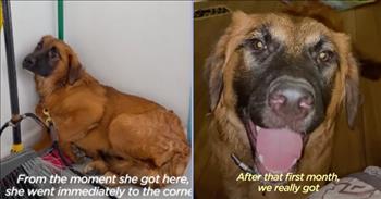 <p>This story has a fairytale ending and reminds us all there is immense power in love and family.&nbsp;</p>

<p>This poor abandoned dog was terrified of people until a foster family changed her life. Piper had been dumped on the side of the road and was brought to a homeless shelter. Upon her arrival, the team knew if they didn&#39;t get Piper into a home or foster home soon, she would regress even further than she already had.&nbsp;</p>

<p>In the beginning of this video, you see Piper &ldquo;pancaked&rdquo; to the wall and trying to hide from the noise, the strange smells, and unfamiliar surroundings. But what breaks your heart is how she cowered when any humans came near. This revealed her past life must have been filled with trauma, abuse, and of course abandonment.</p>

<p>Piper didn&rsquo;t know what it meant to be loved. Out of concern for Piper&rsquo;s future, Mady, a team member at the shelter, sat in Piper&rsquo;s kennel trying to coax her to come out of her corner.&nbsp;</p>

<p>That night Mady posted a photo of Piper on their Facebook page. It was a picture of Piper hiding in a corner surrounded by newspapers with an honest caption about the heartbroken pup. &ldquo;The environment at the shelter has already proven to be too much. She could really use the comfort of a foster home.&rdquo;</p>

<p>When Angela, a foster mom saw the post, she messaged right away that she and her housemate Courtney would come in the morning and take Piper home.&nbsp;</p>

<p>When she arrived the next morning, she didn&rsquo;t expect Piper to be so scared and to cower in every corner she could find. After a bit of coaxing, they got her out of the building, only for Piper to hide behind the first thing she could find which happened to be a cat carrier.&nbsp;</p>

<p>The pup was terrified and didn&rsquo;t know what it meant to have a human for a friend. But after they got her into the car, Angela was able to take her home. And that&rsquo;s when the transformation happened.&nbsp;</p>

<p>She was met by Angela and Courtney&rsquo;s other dogs who reassured Piper she was about to embark on the greatest adventure&mdash;to find a home full of love, amazing belly rubs, playtime, treats, soft warm beds, and regular meals.&nbsp;</p>

<p>Within an hour, Piper came out of her shell. She raced around the backyard with her new playmates, and you could see the light coming back into her eyes. Over the next few weeks, something else happened too. Instead of being just a foster dog, Angela and Courtney fell in love with Piper and decided their foster house would be Piper&rsquo;s forever home.</p>

<p>Piper will never again be abandoned or be terrified of humans because she now has two amazing &lsquo;hoomans&rsquo; who adore her. Isn&#39;t it amazing what the power of unconditional love can do?</p>

<p><em>&ldquo;There is no fear in love, but perfect love casts out fear. For fear has to do with punishment, and whoever fears has not been perfected in love.&rdquo; <a href="https://www.godtube.com/bible/1-john/4-18">1 John 4:18</a></em></p>
